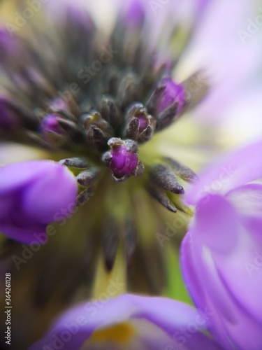 bee on lavender