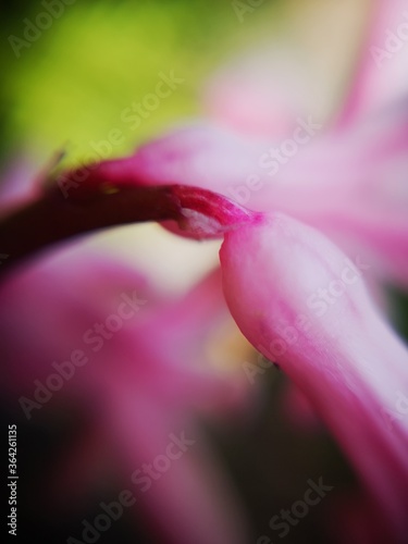 close up of pink flower