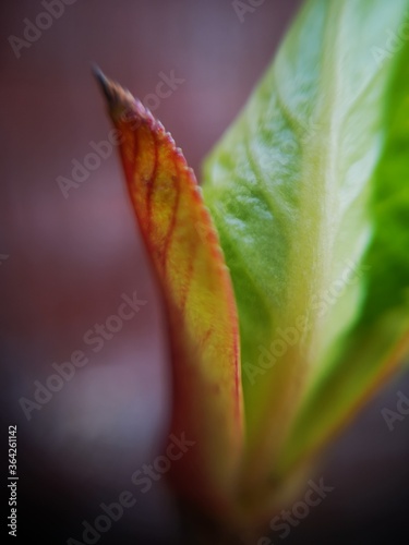 red leaf with water drops
