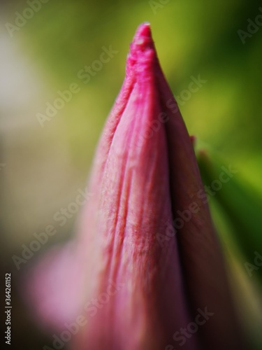 close up of a pink flower