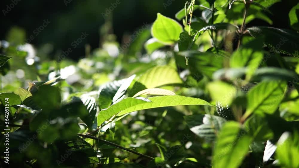 Green scenery of nature with leaves swaying as wind blowing in the air. Green scenery of nature with leaves swaying as wind blowing in the air.