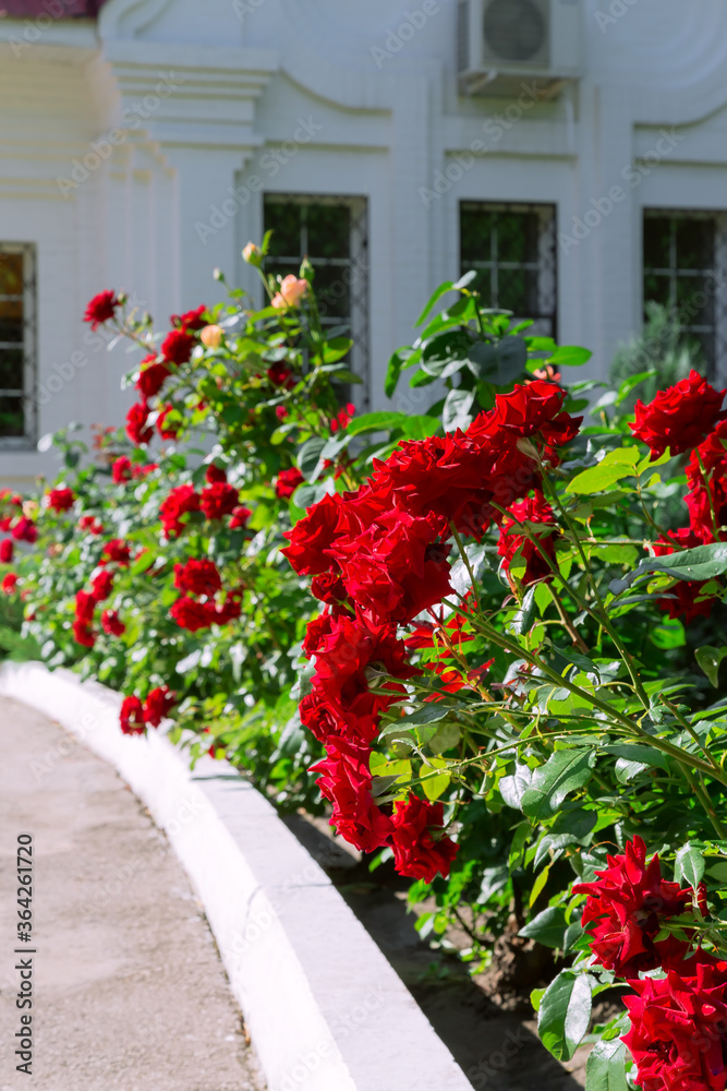 Fototapeta premium Improvement of the city of Saratov, beautiful red flowers blooming roses in the flowerbed along the sidewalk against the background of the building, garden floral decor in the backyard in the park