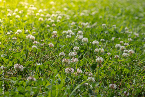 white clover blooms in the grass on the lawn  meadow or pasture with green fresh grass  soft focus