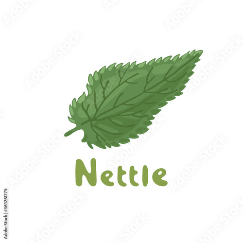 Nettle herb, medicinal plant. Green leaf of Nettle. Vector botanical illustration of nettle. Cosmetics and medical plant. Vector hand-drawn illustration. Botanical drawing. A stinging nettle leaf