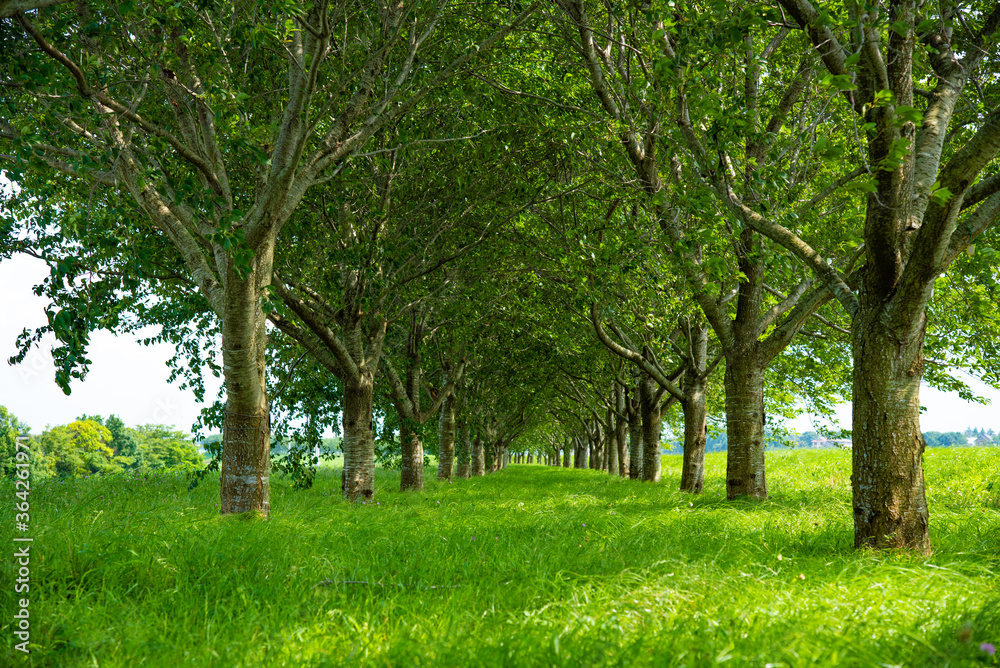 Fototapeta premium 木