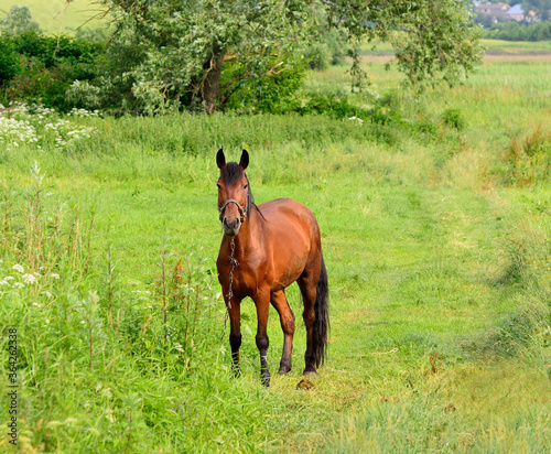 Red horse in the summer pasture