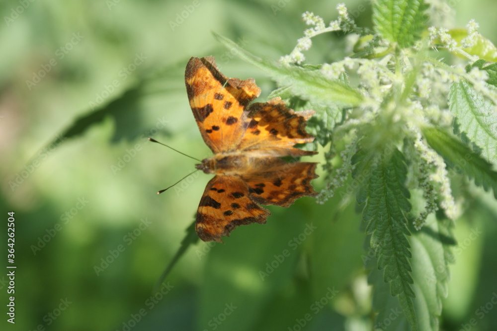 Obraz premium Orange butterfly with black spots sitting on the foliage.
