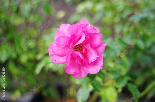 pink rose bush © zain
