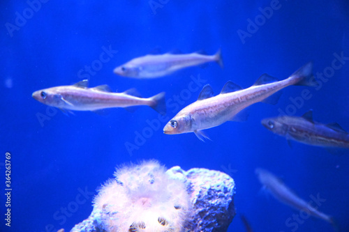 Plakat 水中を群れで泳ぐスケトウダラ