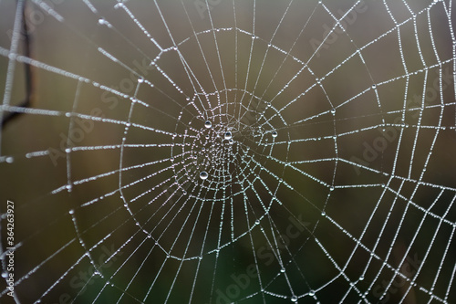 Beautiful drops of water on a spider web