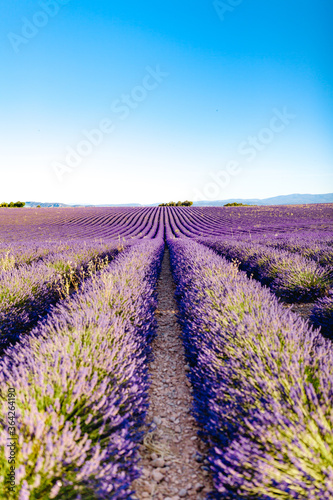 Lavender fields in Plateau de Valensole with a stone house in Summer. Alpes de Haute Provence, PACA Region, France