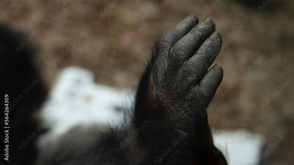 łapa dłoń ręka goryla w klatce w zoo z bliska - obrazy, fototapety, plakaty 