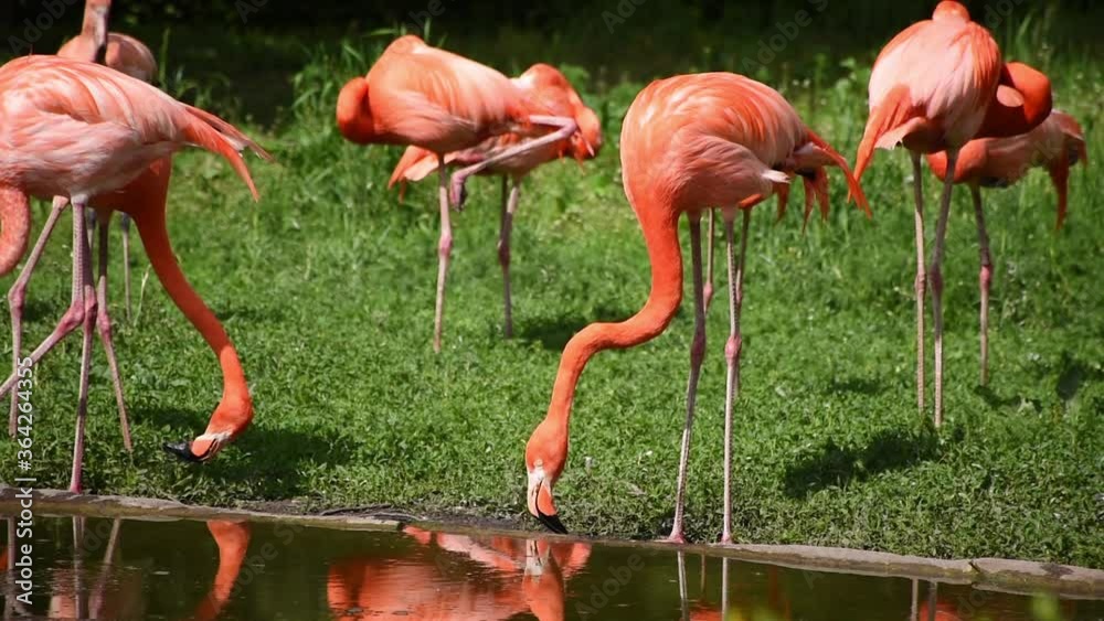 Greater flamingo, Phoenicopterus roseus group greater flamingo’s by the small pond Greater flamingo, Phoenicopterus roseus group greater flamingo’s by the small pond