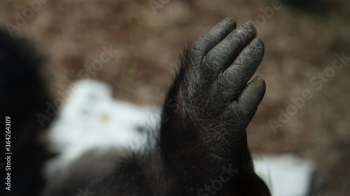 łapa dłoń ręka goryla w klatce w zoo z bliska