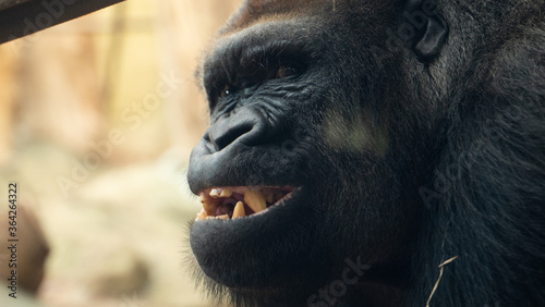 Duży goryl śmieje się w klatce w zoo portret