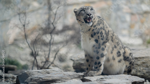 duża pantera śnieżna w klatce w zoo 
