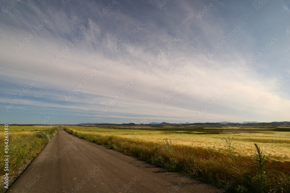 Campos de secano dedicados al cultivo de cereales en Los Llanos del Cagitán, Mula, Murcia, España.