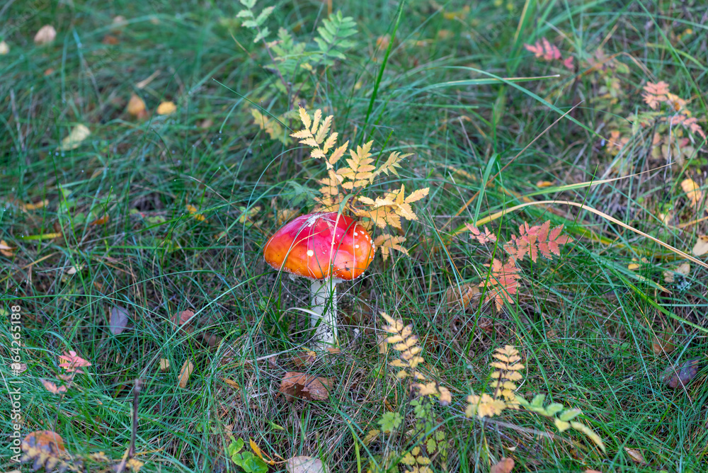 Amanita muscaria, commonly known as the fly agaric or fly amanita Amanita muscaria, commonly known as the fly agaric or fly amanita