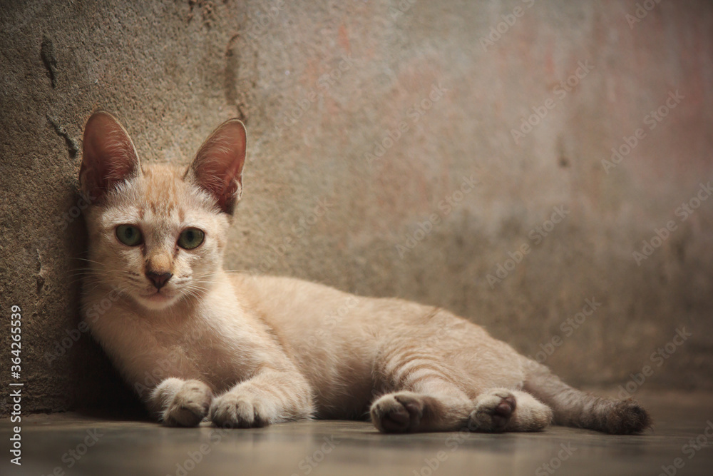 Fototapeta premium A cute little cat lying on the ground