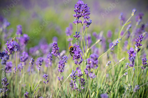 lavender flowers in the field