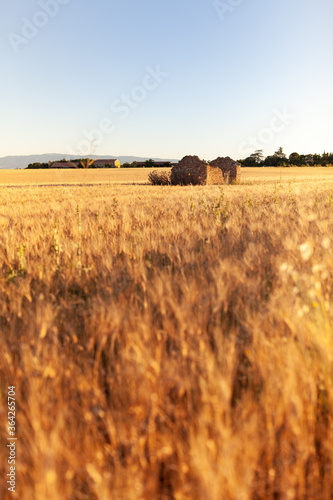 maison en pierre au milieu d un champs de bl  