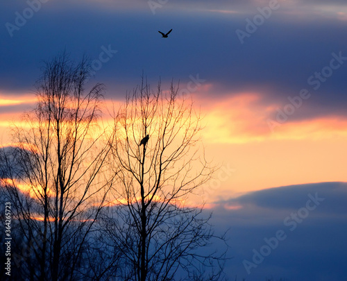 Silhouettes of birds on a tree at sunset background.