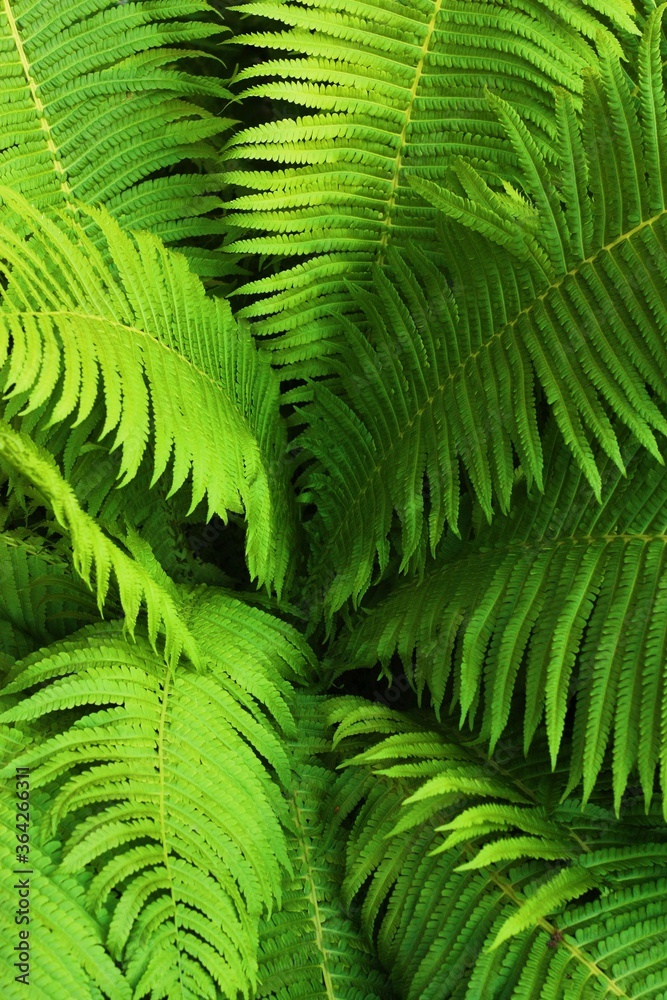 Beautiful green fern in the summer garden Beautiful green fern in the summer garden