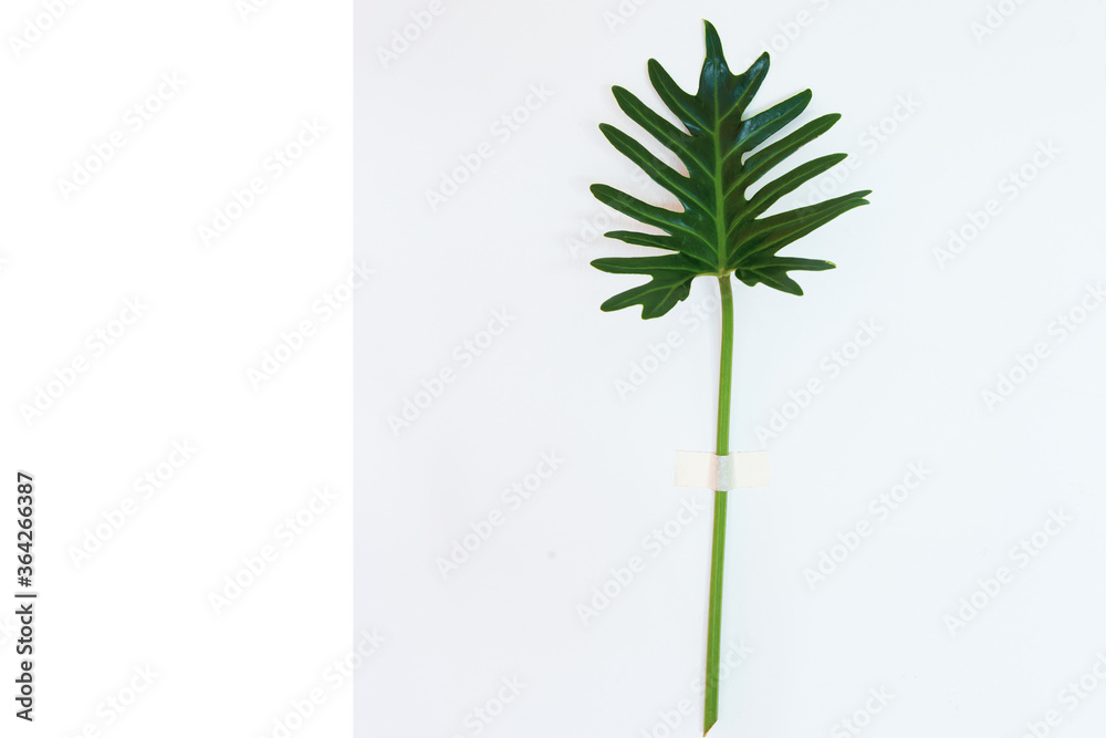 Fototapeta premium Philodendron xanadu on white background.