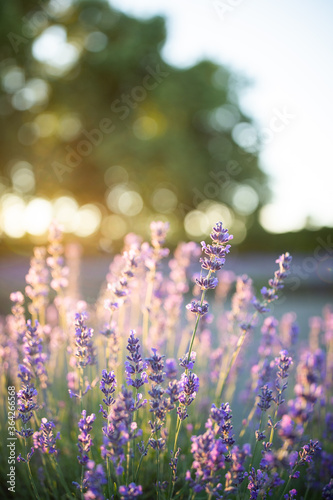 Lavender sunset