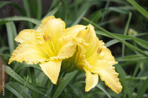 yellow daffodil flower