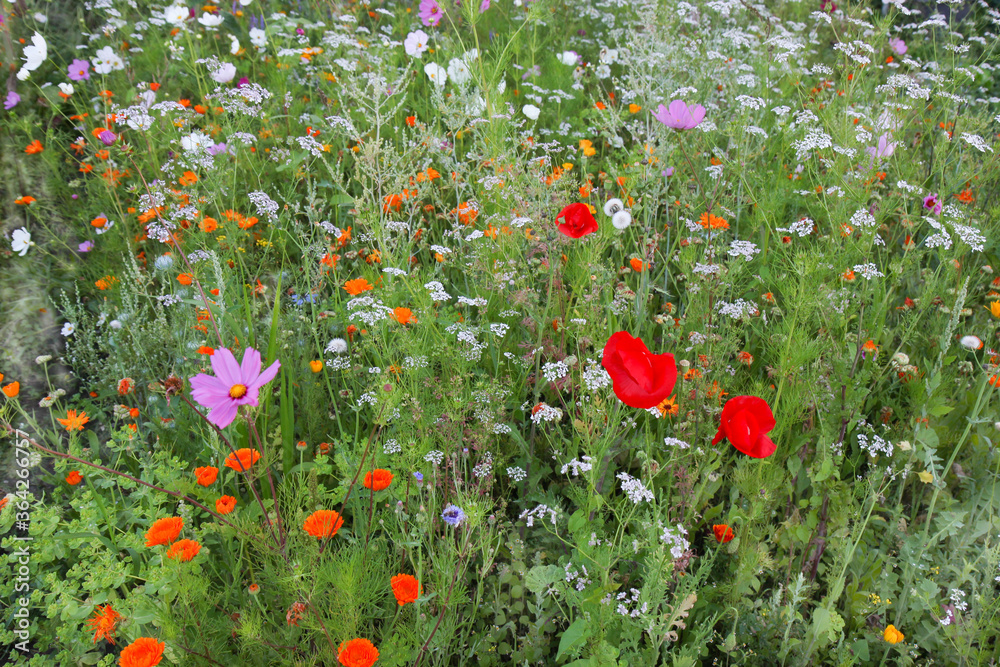 Colorful meadow with mixed field flowers.