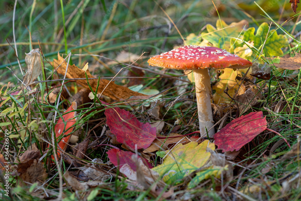 Amanita muscaria, commonly known as the fly agaric or fly amanita Amanita muscaria, commonly known as the fly agaric or fly amanita