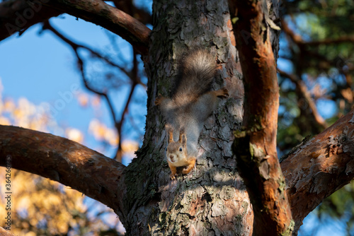 Squirrel in a tree on seurasaari island, finland