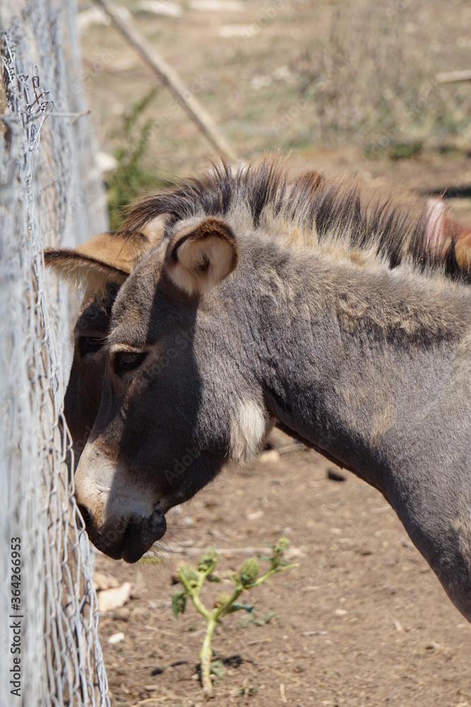 Fototapeta premium Eselpaar auf Kroatien
