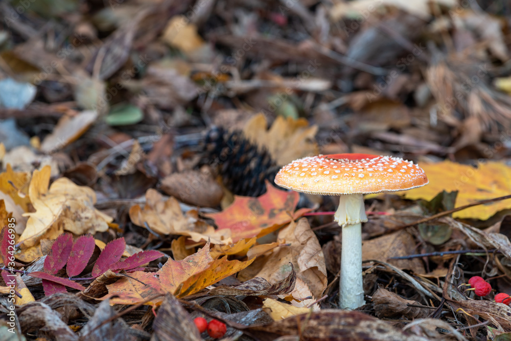 Amanita muscaria, commonly known as the fly agaric or fly amanita Amanita muscaria, commonly known as the fly agaric or fly amanita