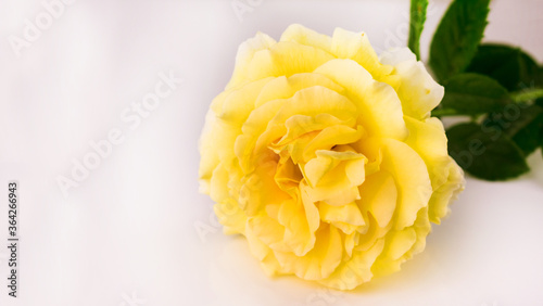 One pale yellow rose on a white background. Copy space.