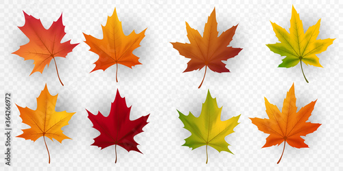 Maple leaf design for autumn Can be isolated from a transparent background