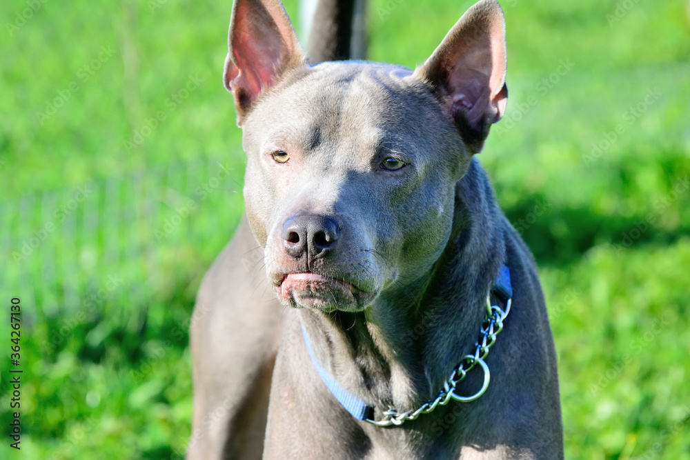 Thai ridgeback, also vidoma yak TRD, Mah Thai, or Mah Thai Lang Ahn - old-breed native dog breed, recklessly of course, the breed is standardized. Thai ridgeback, also vidoma yak TRD, Mah Thai, or Mah Thai Lang Ahn - old-breed native dog breed, recklessly of course, the breed is standardized.