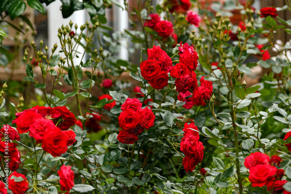 Red Stromboli Rosa rose flowers blooming in summer cottage garden Red Stromboli Rosa rose flowers blooming in summer cottage garden