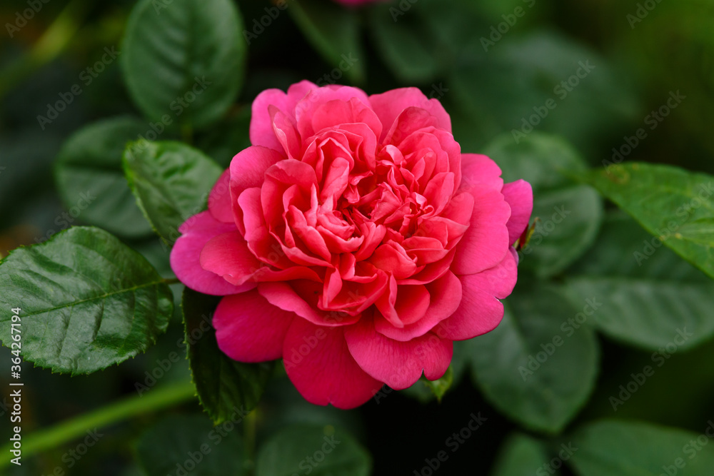 English Rosa Princess Anne David Austin Rose Bush in summer cottage garden English Rosa Princess Anne David Austin Rose Bush in summer cottage garden