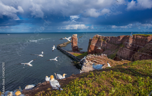 Tableau sur toile Helgoland, Blick auf die lange Anna mit fliegenden Basstölpeln.