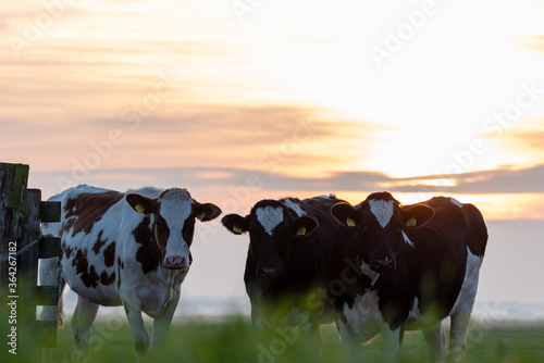 cows in the meadow at sunset in Alphen aan den Rijn,  Randstad, the Netherlands photo