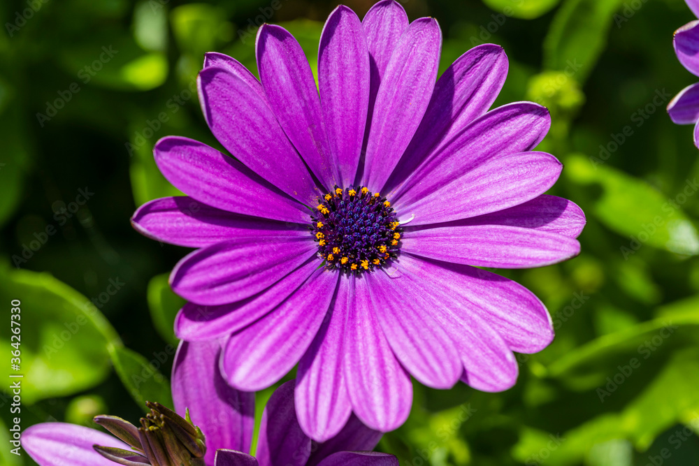 Gorgeous close up view of pink african daisy  flower  on green background. Beautiful nature backgrounds.