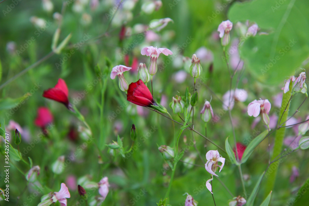 Flowering , flax, scarlet flax,
crimson flax, splendour flax, linum grandiflorum
flower head, blossom,
Flowering , flax, scarlet flax,
crimson flax, splendour flax, linum grandiflorum
flower head, blossom,