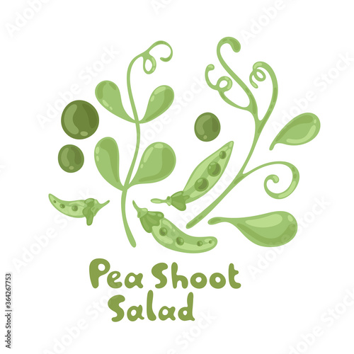 Pea shoots vector vegetable illustration. Pea shoots salad ingredient. Botanical drawing. Farm market product. Isolated cute icon on white background. Fresh leaves and peas. Delicious peas seeds