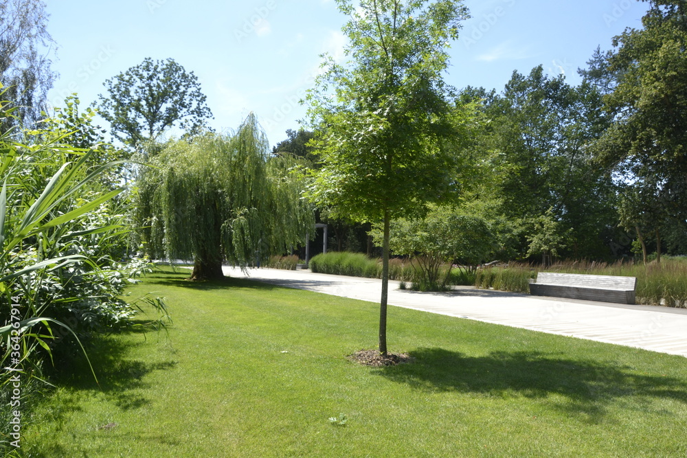 City park with a big willow and benches