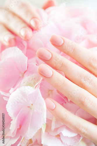 Beautiful Healthy nails. Manicure, Beauty Woman's hands, Spa. Female hands with beautiful natural pink french elegant manicure on pink hydrangea flower. Soft skin, skincare. Salon, treatment.