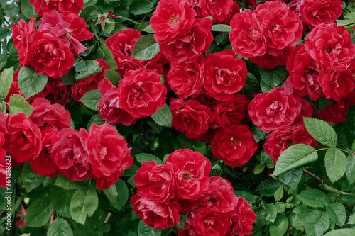 Natural texture with red velvet Bush roses. Buds of rich red Bush roses on the entire surface of the frame on green leaves