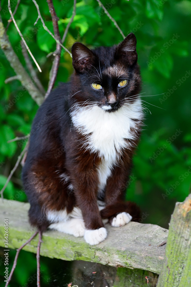 Black and white cat sits on a fence