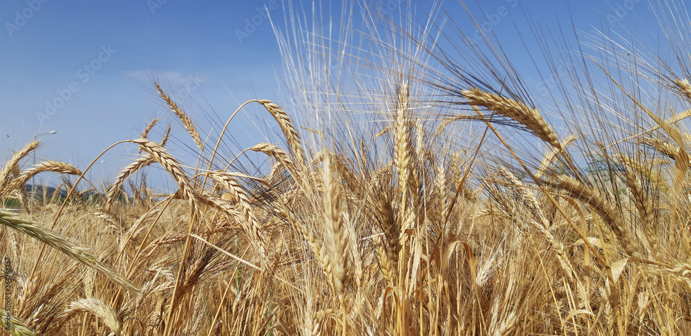 Fototapeta premium wheat field in the wind